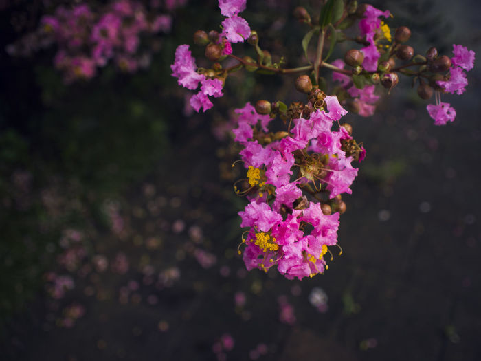 Close-up of pink flowers growing on branch