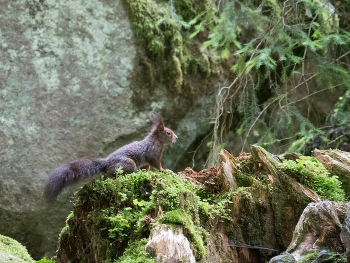 View of an animal sitting on rock