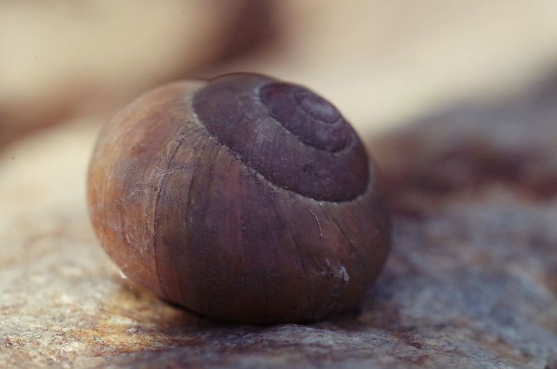 Close-up of shell on beach