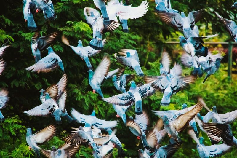 Flock of birds flying at park