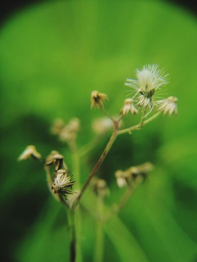 Close-up of white dandelion flower