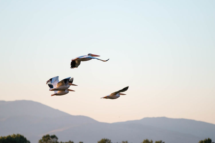 Flock of pelicans flying