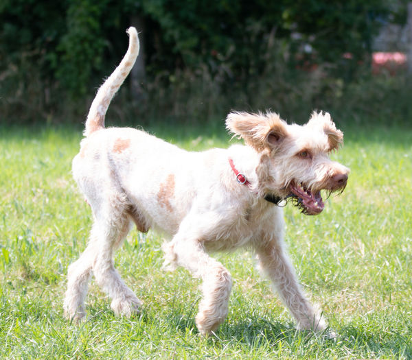 Portrait of a dog running on field