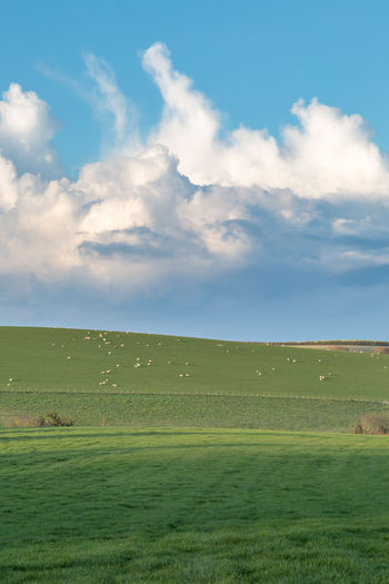 Sheep grazing on a hillside in sussex, on a sunny spring evening