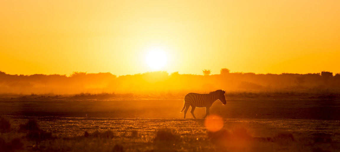 Africa sunset landscape with silhouetted zebra in the dust of botswana, africa