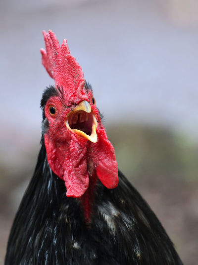 Close-up of rooster squawking 