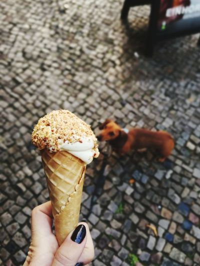 Close-up of hand holding ice cream cone with hungry dachshund 
