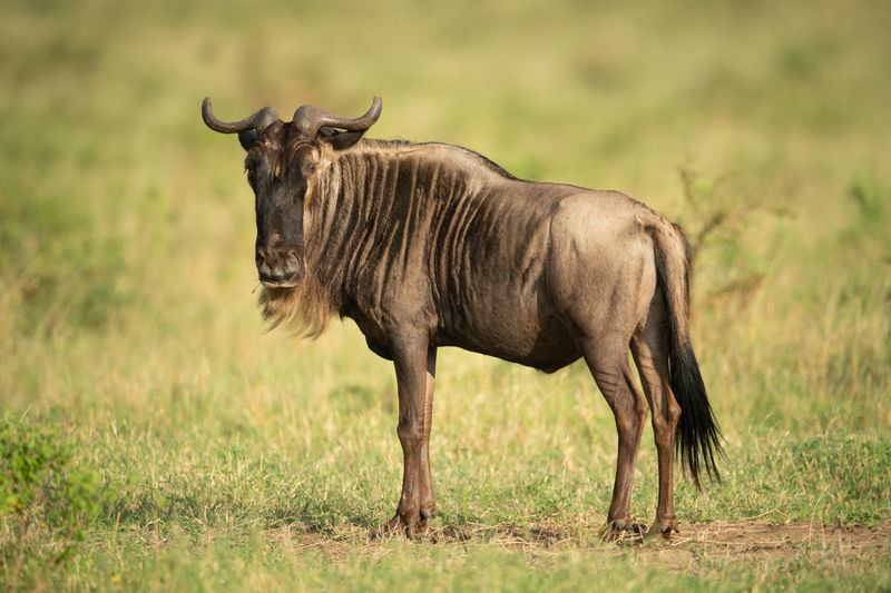 Blue wildebeest stands eyeing camera in savannah