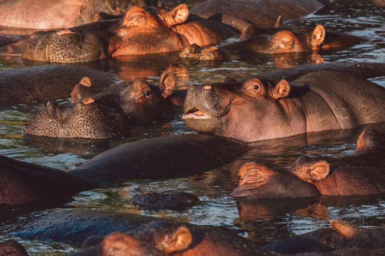 Group of hippopotamus with cub in the lake