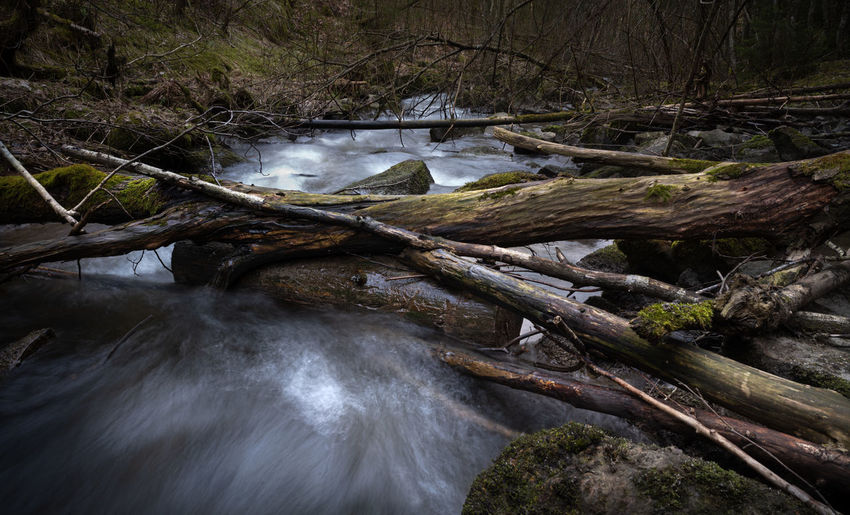 Plants growing in river in forest