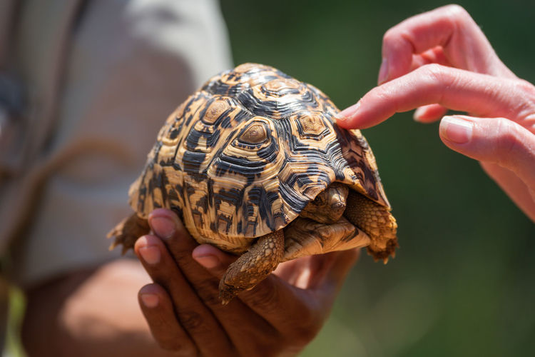 Woman touches leopard tortoise shell with finger