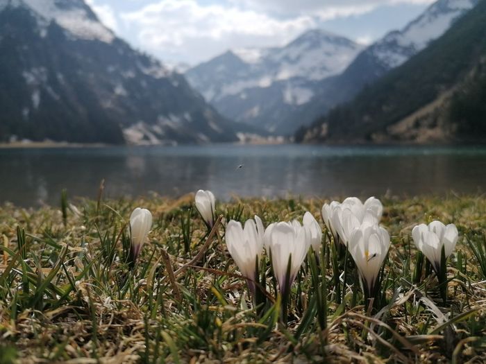 White flowering plants by lake against mountains