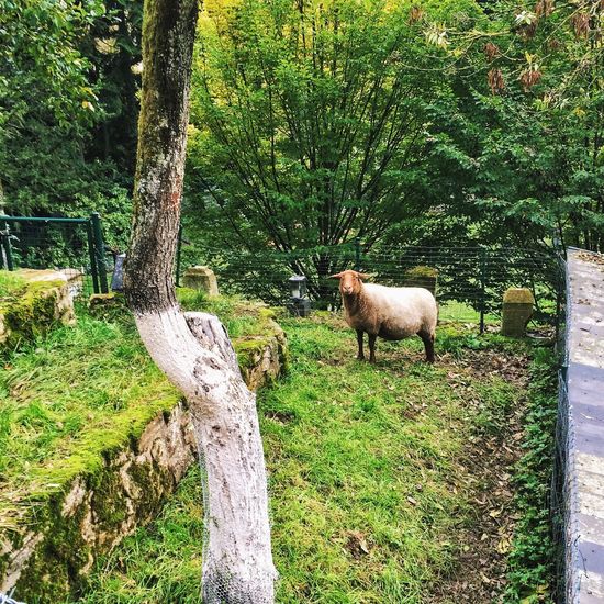 Sheep on grassy field