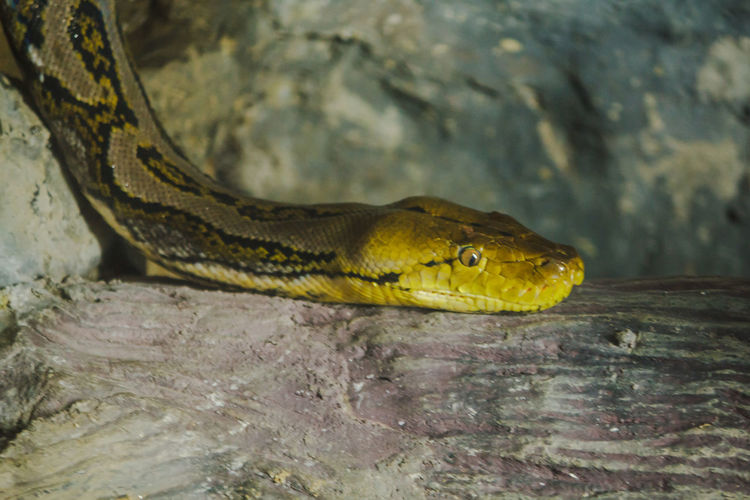 Python bivittatus exhibited in the zoo a large snake without poison