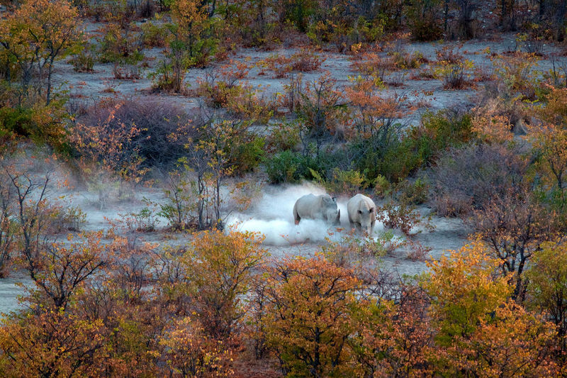 High angle view of rhinoceroses amidst trees in forest