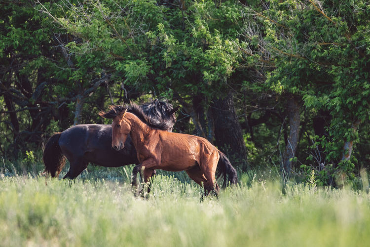 Wild horses in a field