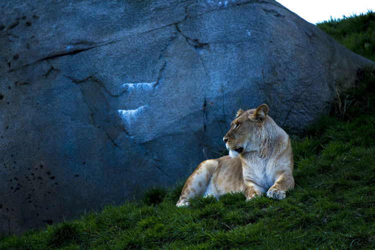Lion relaxing on grass