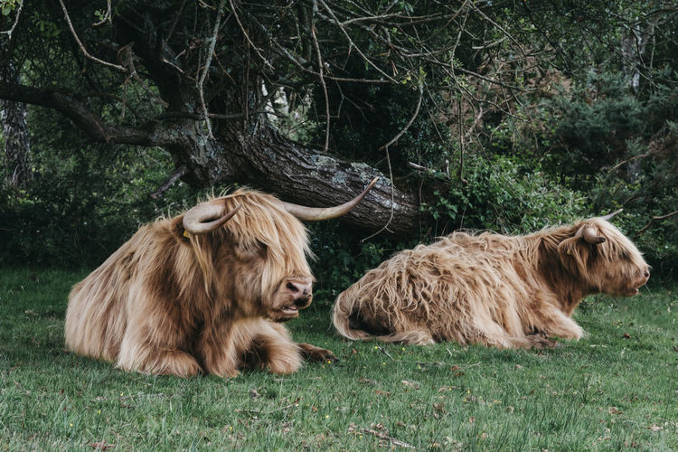 Close up of the highland cattles relaxing under a tree inside the new forest park in dorset, uk.