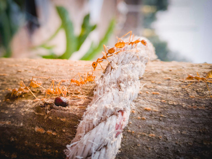Close-up of insect on tree trunk red ant