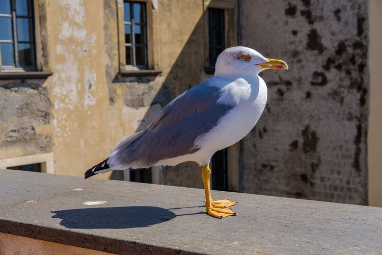 Seagull perching on a wall