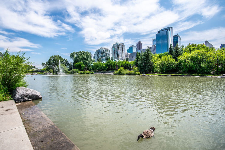 Summer scenic view of canada goose on river against fountain, trees, city buildings and blue sky