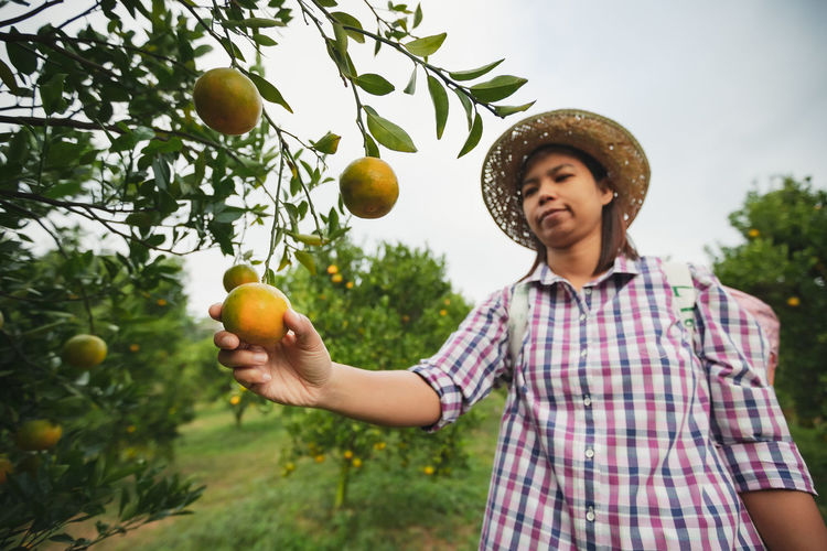Woman holding orange on tree at farm