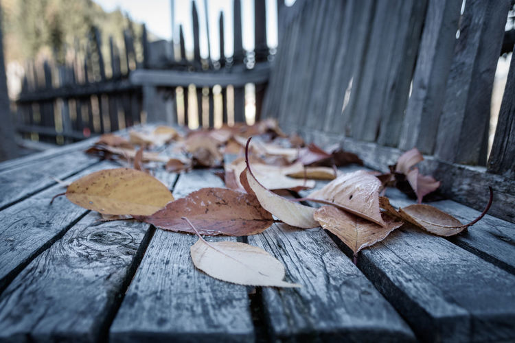 Close-up of coloful autumn leaves on a bench with grey patina