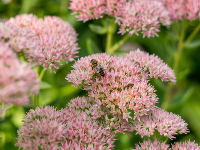Close-up of honey bee pollinating on pink flowers in garden