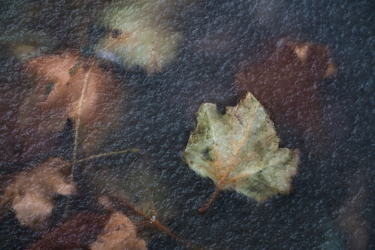 Full frame shot of dry leaves on wet street
