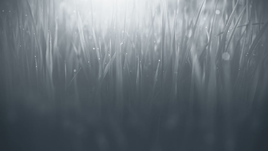 Close-up of wet grass on field
