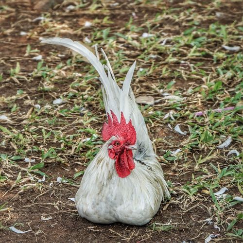 Close-up of rooster on land