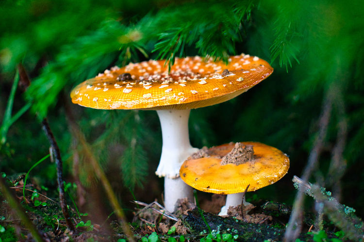 A pair of fly amanita mushrooms under a pine tree