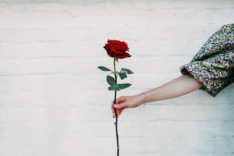 Midsection of woman holding red rose against white wall