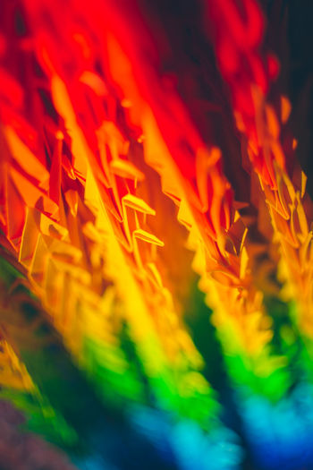 Full frame shot of multi colored flower