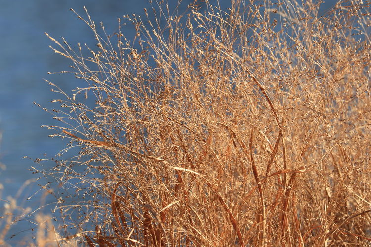 grass
