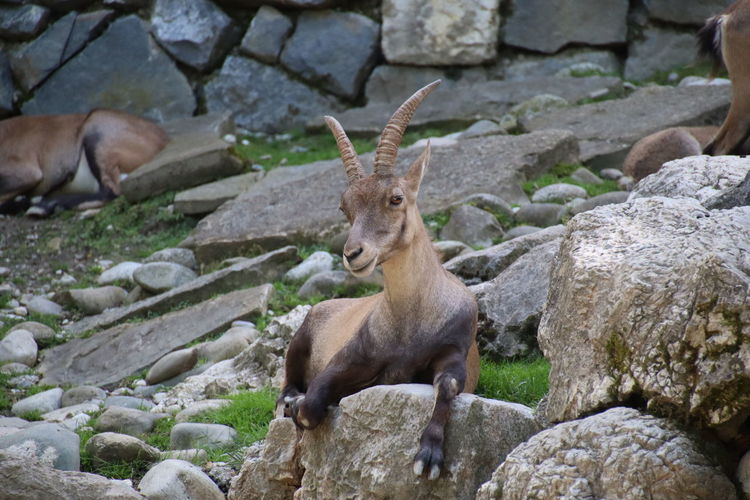 View of deer on rocks