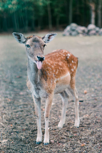 Cute little deer with his tongue out