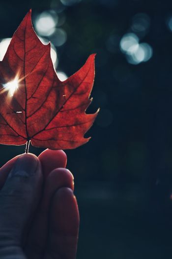 Close-up of person holding maple leaf