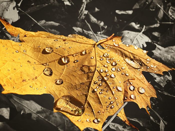 Close-up of leaf