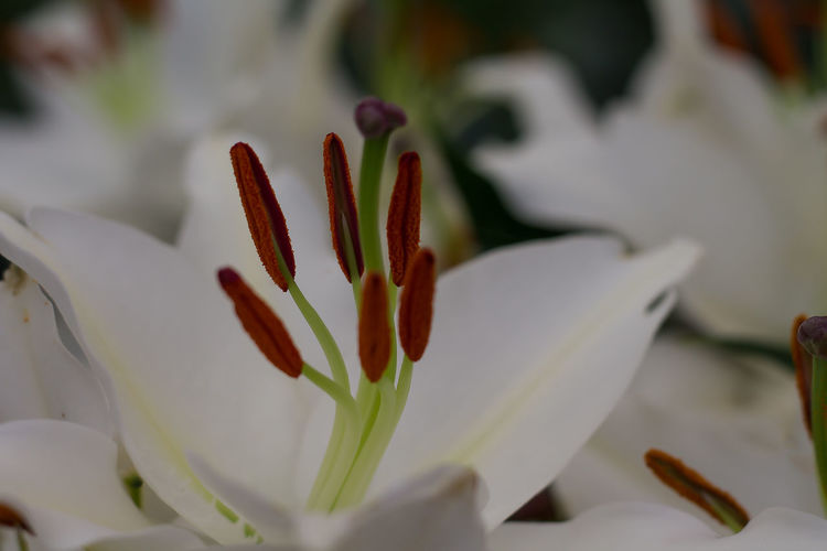 Close-up of flower pistils