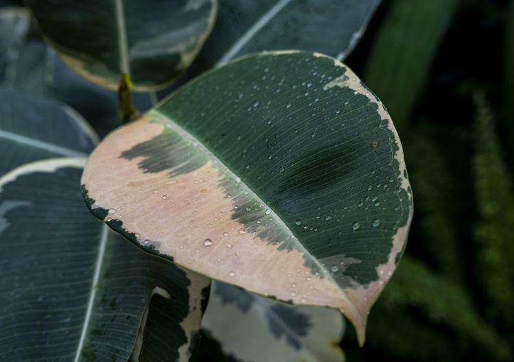 leaf