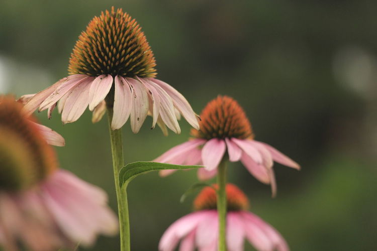 Close-up of eastern purple coneflowers growing outdoors