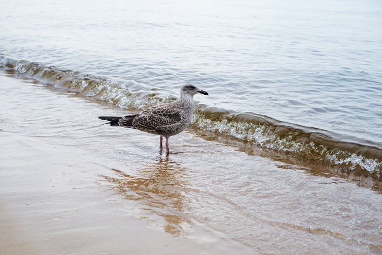 Bird perching at beach