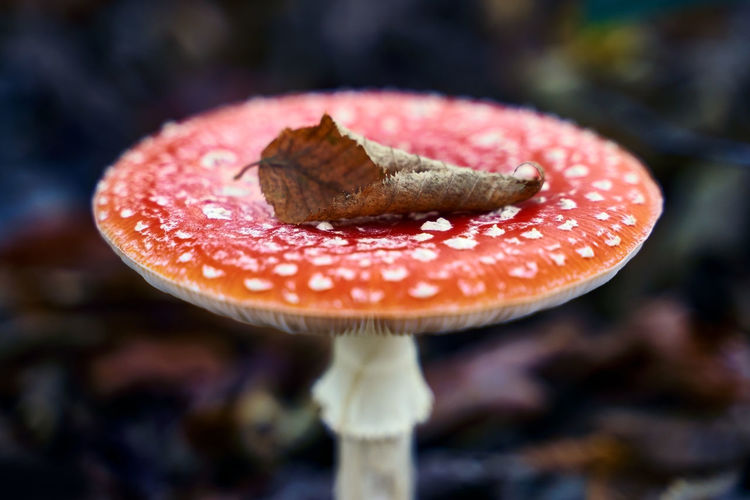 Amanita muscaria mushroom with beautiful red spotted cap with a dry leaf on it in the autumn forest