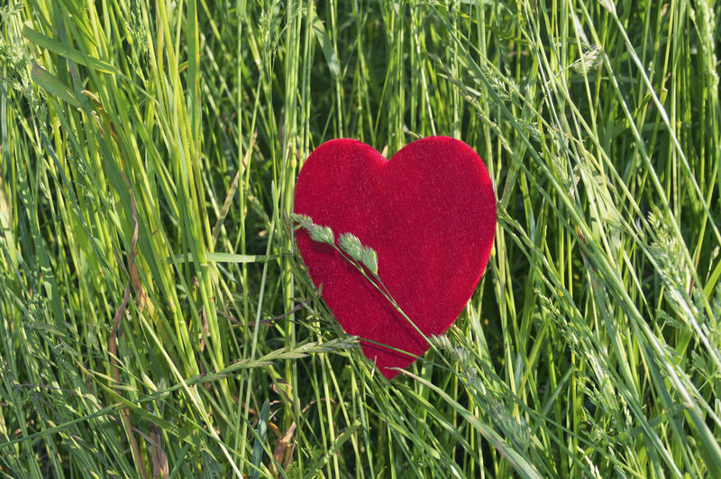 Close-up of red heart shape on field