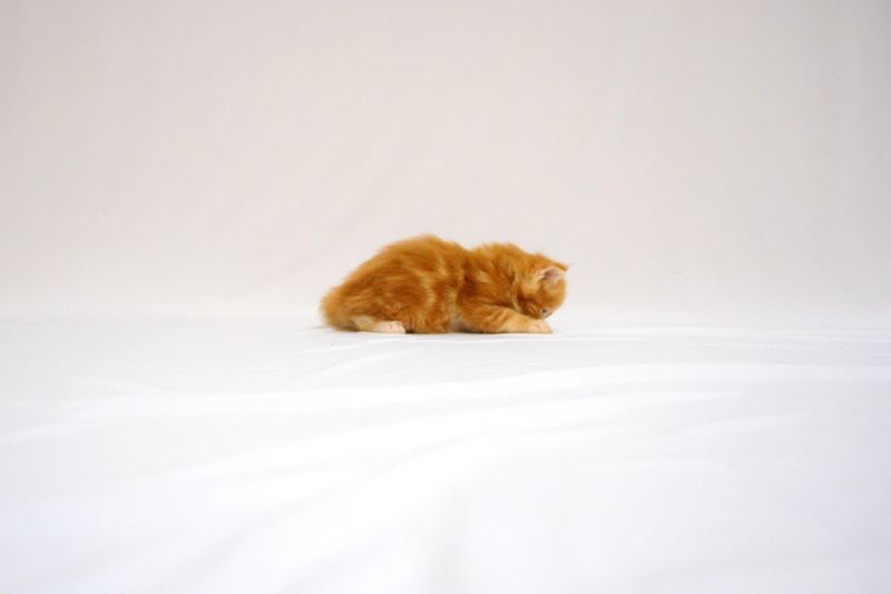 Cat sitting on floor against white background