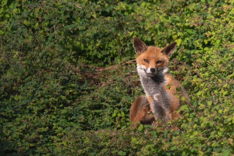 Smiling fox sitting in foliage 