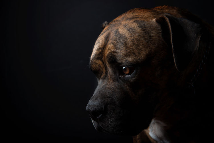Close-up of a dog against black background