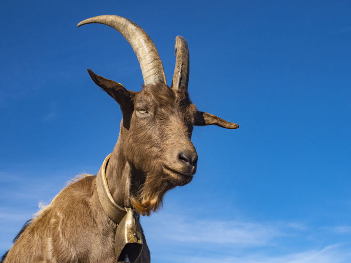 Close-up of a goat in the alps