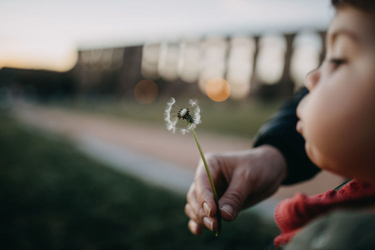 Close-up of hand holding dandelion against blurred background